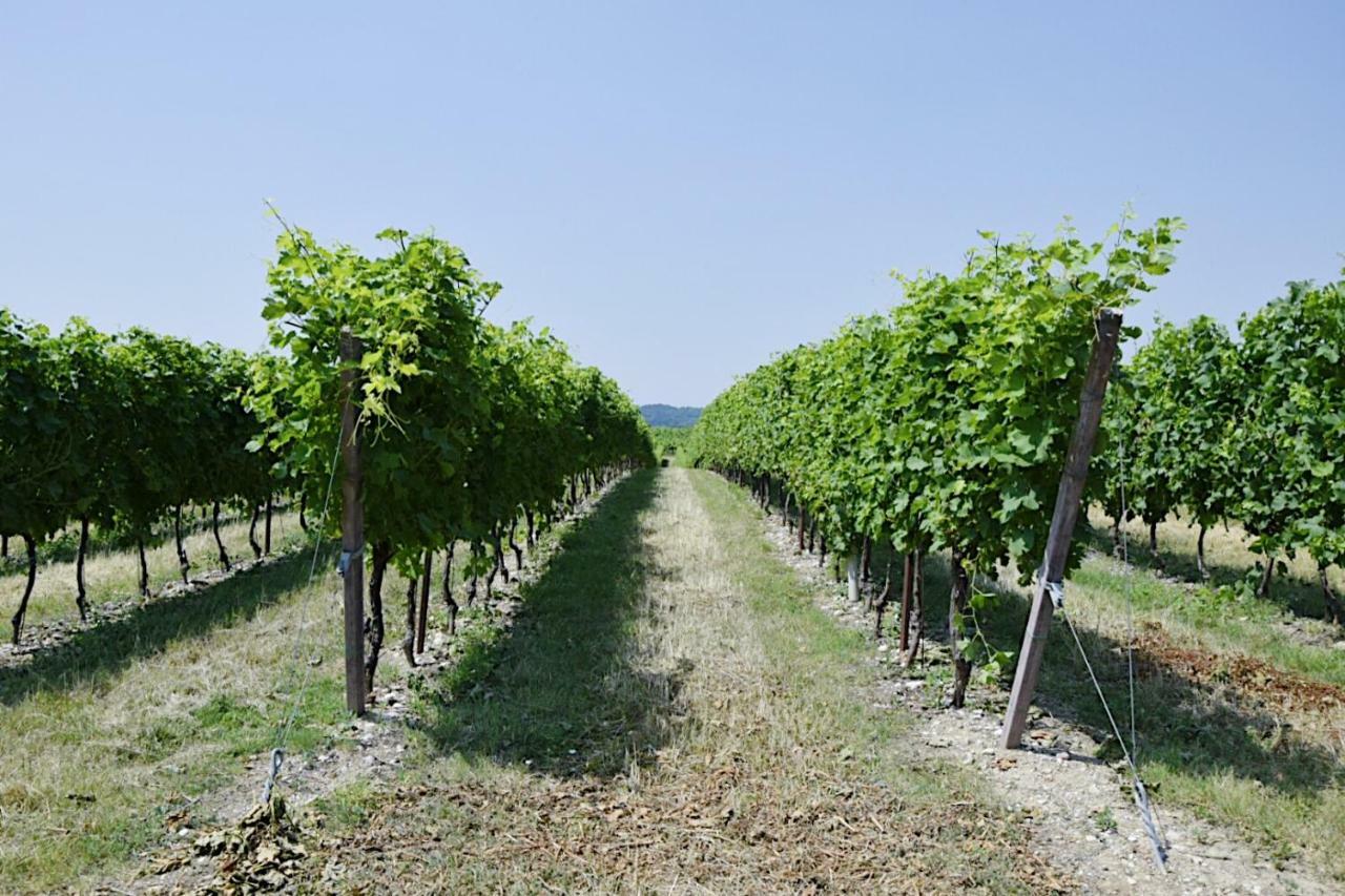 Seiterre Agriturismo Tenuta San Leone Valeggio sul Mincio Dış mekan fotoğraf