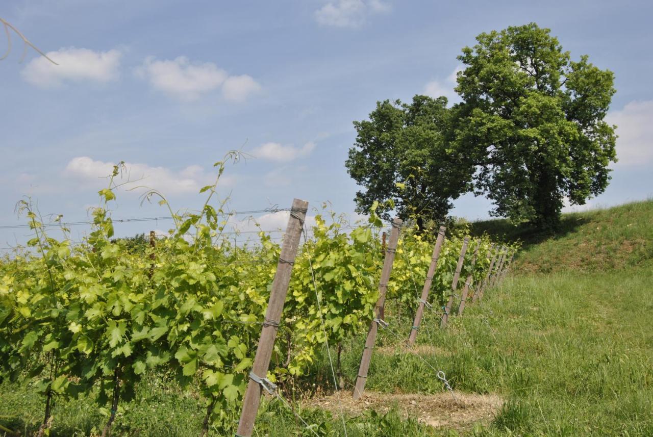 Seiterre Agriturismo Tenuta San Leone Valeggio sul Mincio Dış mekan fotoğraf